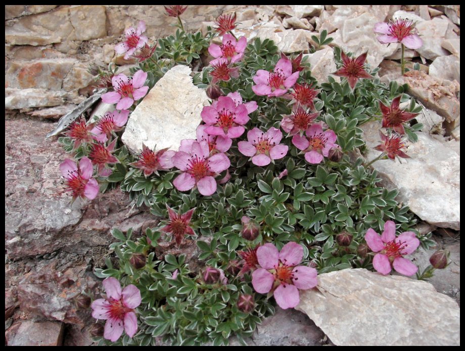 Mochna dolomitov